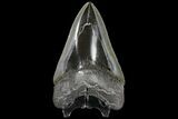 Serrated, Fossil Megalodon Tooth - Polished Blade #125262-2